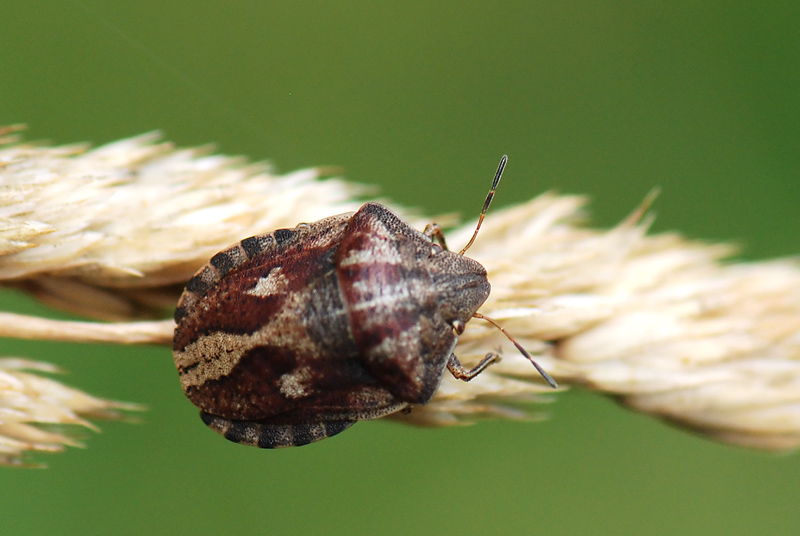 Scutelleridae: Eurygaster testudinaria del Vicentino